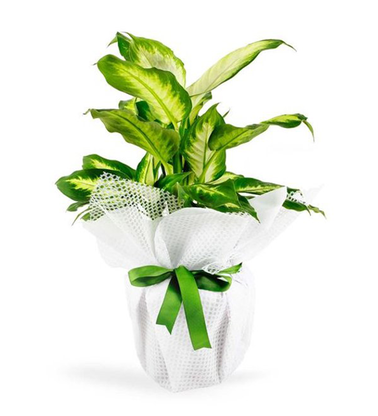 difenbahya-dieffenbachia-camilla-sks009